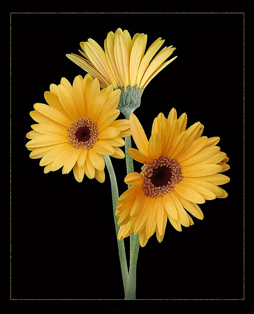 Żółte gerbery na czarnym tle